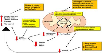 Cardiovascular Aging and Physical Activity: Insights From Metabolomics